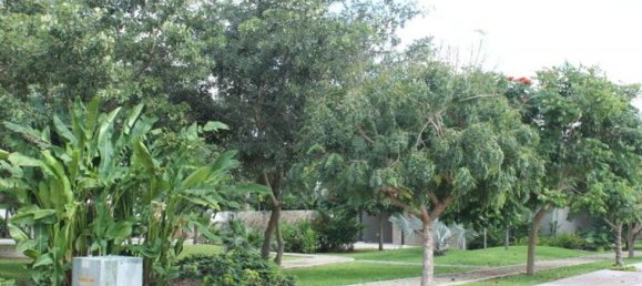  Land in Merida, Mexico No. 112876 2