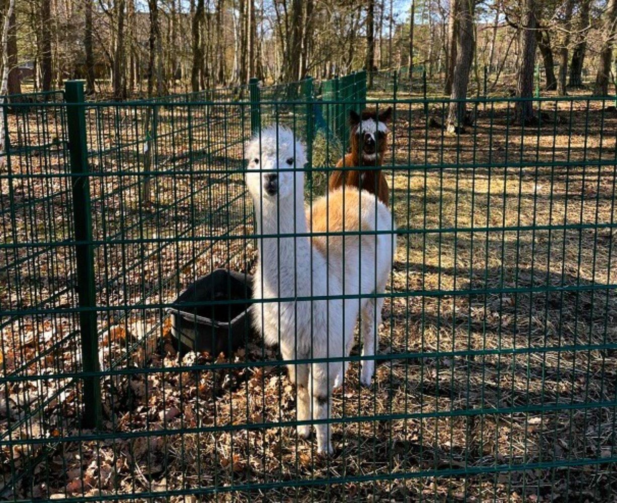  قطعة أرض في Gifhorn, Germany رقم 134790