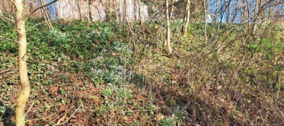 Земельный участок в Верра-Майснер, Германия № 363286 12