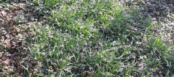 Земельный участок в Верра-Майснер, Германия № 363286 11