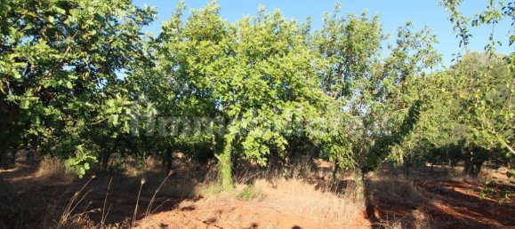 20000m² Land in Martina Franca, Italy No. 273527 10