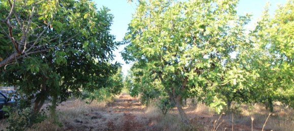 20000m² Land in Martina Franca, Italy No. 273527 9
