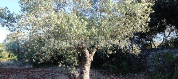 20000m² Land in Martina Franca, Italy No. 273527 2