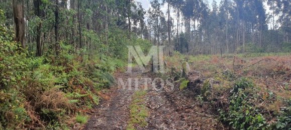 Grundstück in Viana do Castelo, Portugal 4388m², Nr. 75465 3