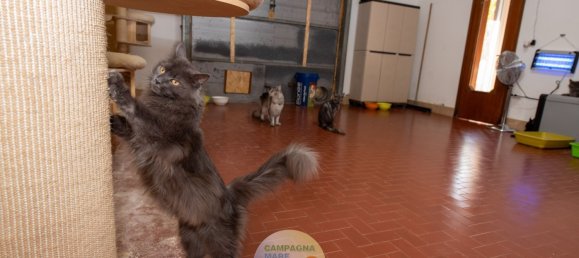 5 bedrooms House in Mesola, Italy No. 343097 5