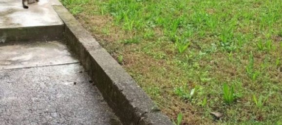 2 rooms Apartment in Besano, Italy No. 52158 15