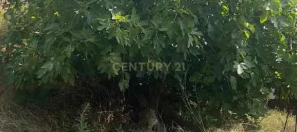 275m² Land in Polinya, Spain No. 146088 9