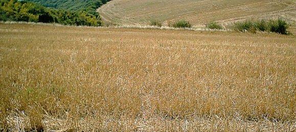  فندق في Chalkidiki, Greece 11200متر مربع رقم 5440 5