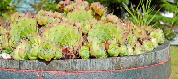 5 chambres Villa à Dillingen an der Donau, Germany No. 143697 11