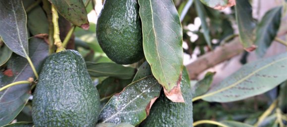 Villa T5 em Sayalonga, Spain N.º 41950 44