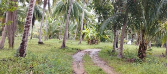  Commercial property in Surat Thani, Thailand No. 24807 2