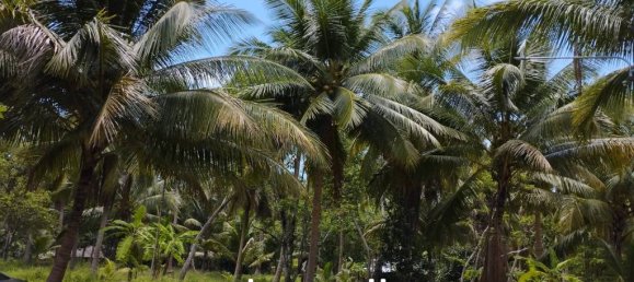  Commercial property in Surat Thani, Thailand No. 24807 3