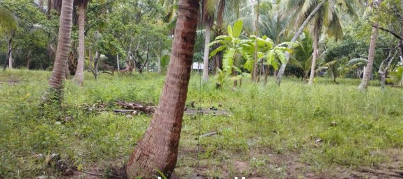  Commercial property in Surat Thani, Thailand No. 24807 4