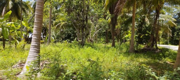  Commercial property in Surat Thani, Thailand No. 24807 10