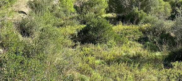 Terreno en Mallorca, Spain No. 155086 2