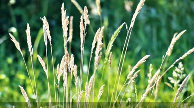  Land in Peuerbach, Austria No. 167274