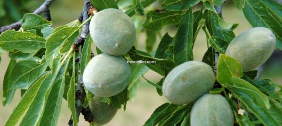 Terreno en Guadalest, Spain 40 m² No. 108975 33