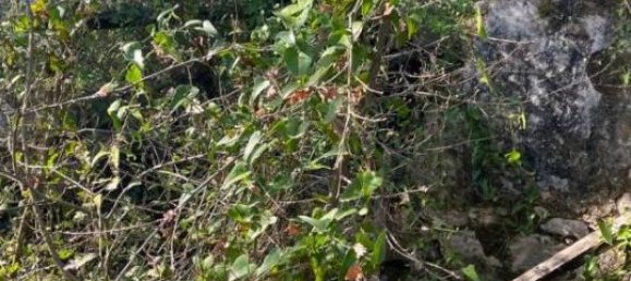 3 rooms House in Fondi, Italy No. 35669 14