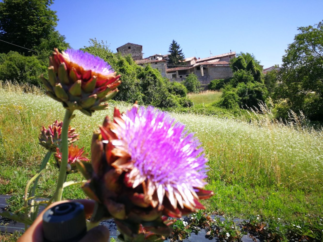 20-Zimmer Haus in Langhirano, Italy, Nr. 69558
