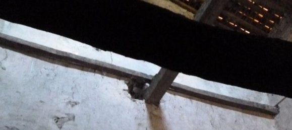 20-Zimmer Haus in Langhirano, Italy, Nr. 69558 21