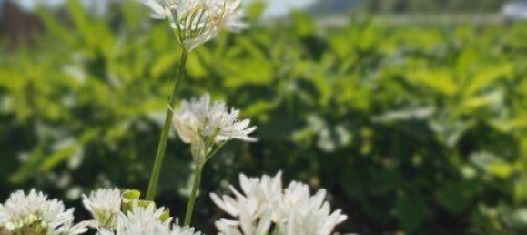 Terreno en Bad Gleichenberg, Austria No. 249831 4