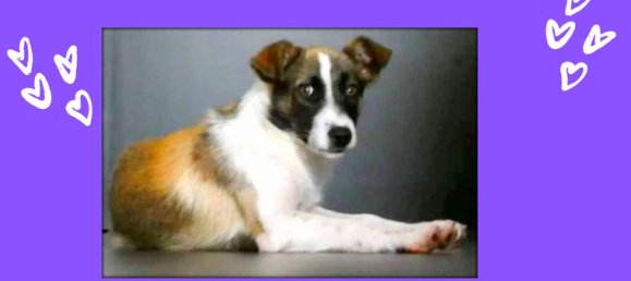 2 غرف نوم شقة في Pau, France رقم 95615 8