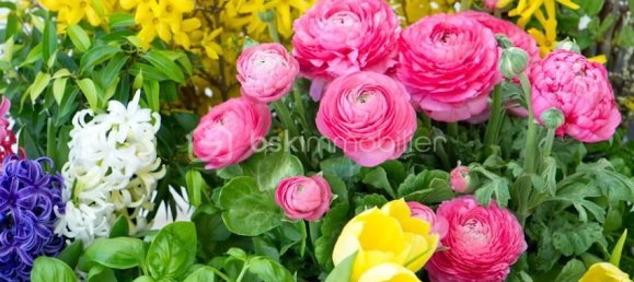 580m² Land in Lillers, France No. 41723 19