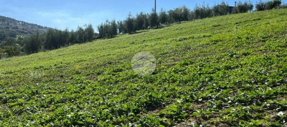 9799m² Land in Calvi dell'Umbria, Italy No. 140377 7