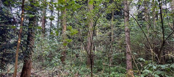 Terrain à Wels, Austria 39772m² No. 237540 8