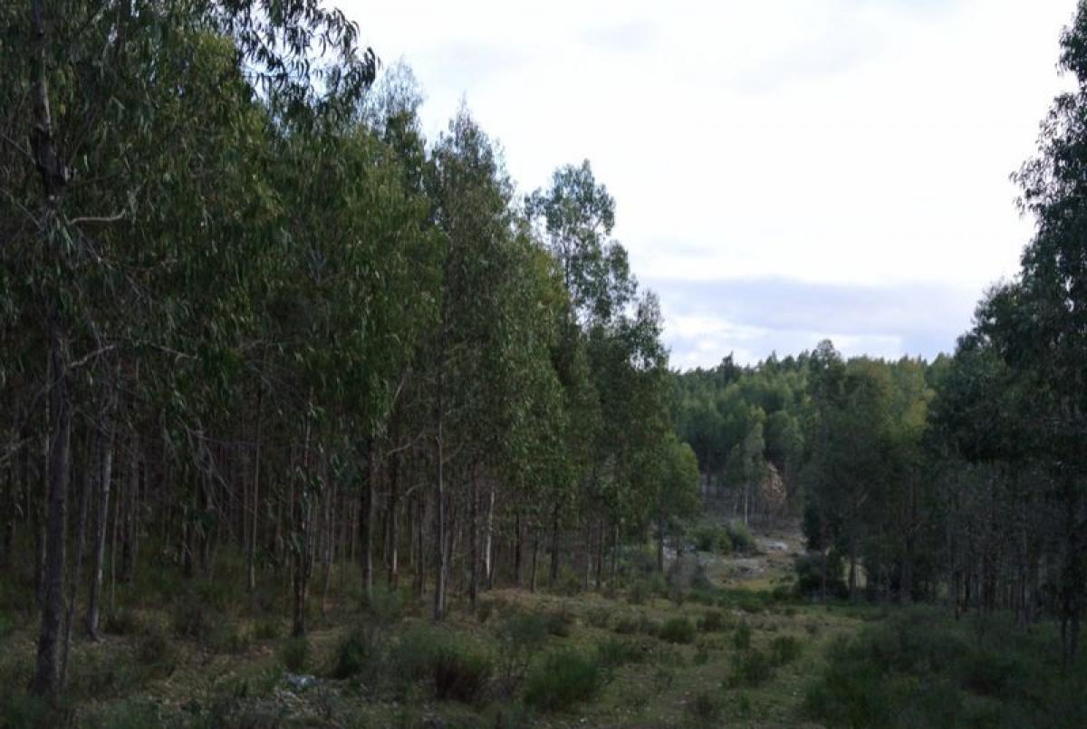 26m² Farm in Maldonado, Uruguay No. 15875