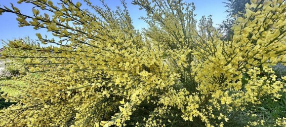 4-Zimmer Haus in Mörbisch am See, Austria, Nr. 147469 26