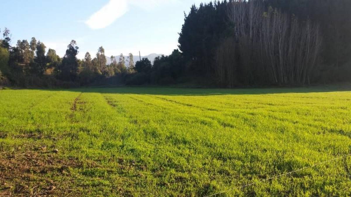  Land in Maule, Chile No. 981