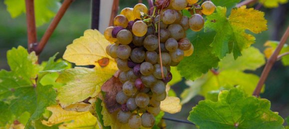 4 rooms Bungalow in Klosterneuburg, Austria No. 157339 29