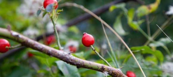 4 rooms Bungalow in Klosterneuburg, Austria No. 157339 25