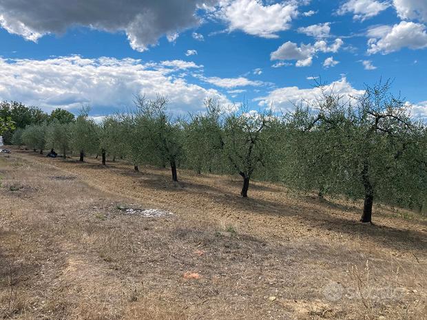 9154m² Land in Civitella in Val di Chiana, Italy No. 281798