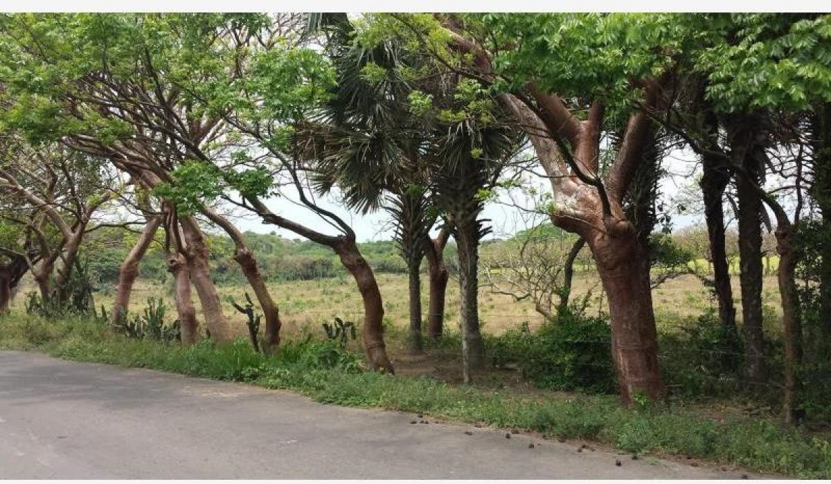 Studio à Veracruz, Mexico No. 228172