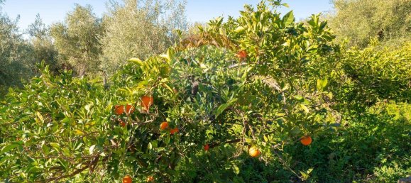 قطعة أرض في Paternò, Italy 15000متر مربع رقم 55749 13