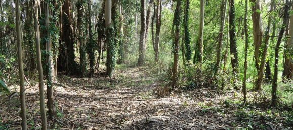 5300m² Land in Aveiro, Portugal No. 27626 21