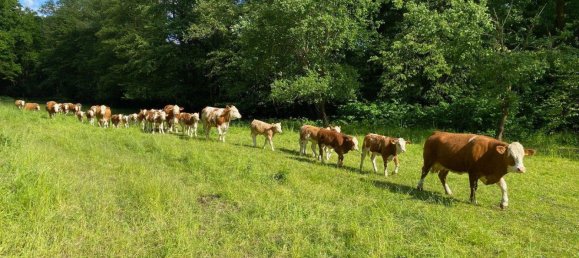 Ферма с 8 комнатами в Greiz, Германия № 346232 4