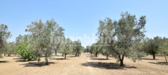 Terrain à Oria, Italy 10833m² No. 156715 6