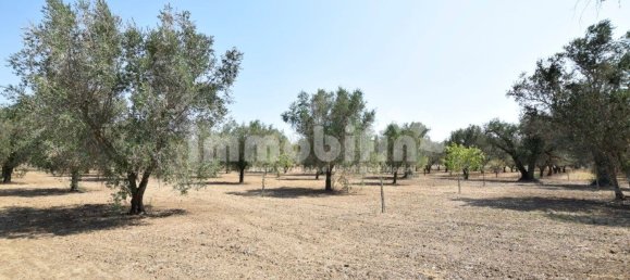 Terrain à Oria, Italy 10833m² No. 156715 5