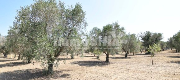 Terrain à Oria, Italy 10833m² No. 156715 2