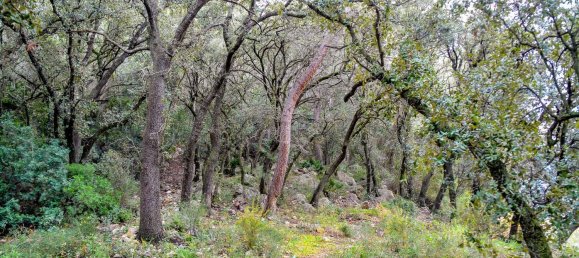  قطعة أرض في Jalon, Spain 10600متر مربع رقم 102910 9