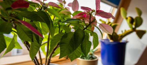 Moradia em banda T4 em Monchengladbach, Germany N.º 66173 22