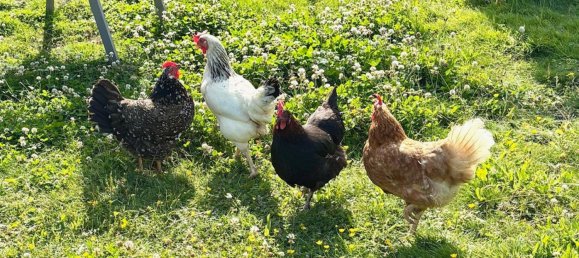 6 غرف نوم عقار تجاري في Neuwied, Germany رقم 270783 12