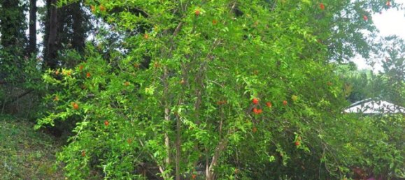 Квартира с 3 комнатами в Санта Луче, Италия № 152024 7