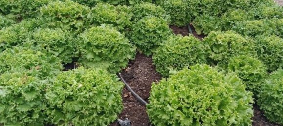 قطعة أرض في Guia de Isora, Spain رقم 157784 16