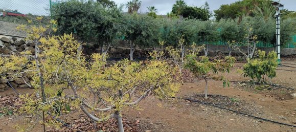 قطعة أرض في Guia de Isora, Spain رقم 157784 37