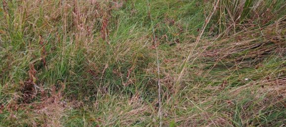  Land in Frankfurt am Main, Germany No. 350952 8