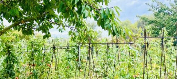 8200m² Land in La Bisbal D'emporda, Spain No. 170033 12